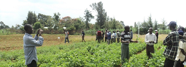 ARF-1 factsheet: African Indigenous Vegetable systems Kenya