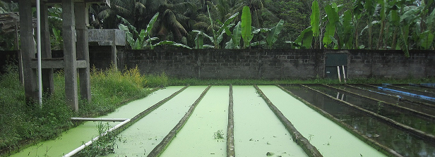 ARF-2 factsheet: Greening farms in Indonesia (PROFARM)