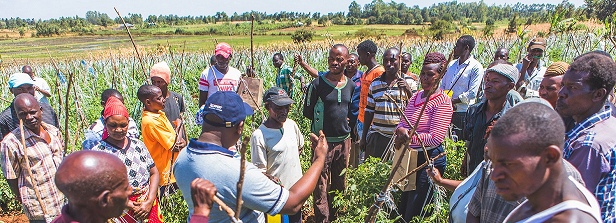 ARF-2 facsheet: Salvaging tomatos from pests in Kenya