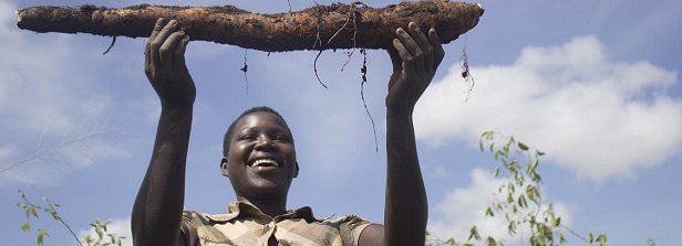 ARF-2 factsheet: Cassava Applied Research for Food Security, Uganda