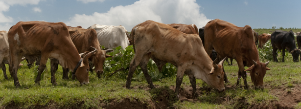 SSD Call project - Feed and forage seed business models in Kenya and Uganda