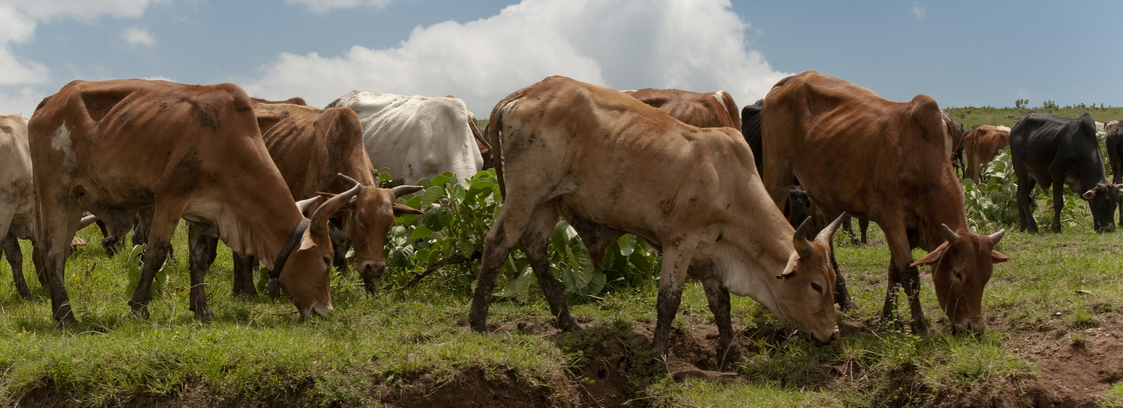 Feed and forage seed business models dairy sector - Kenya & Uganda