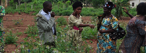 ARF-1 final factsheet Spider plant in Benin