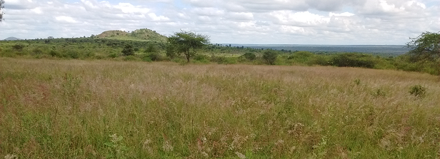 Rainwater harvesting from roads for indigenous pasture production & improved rural livelihoods in Kenya (ROFIP)