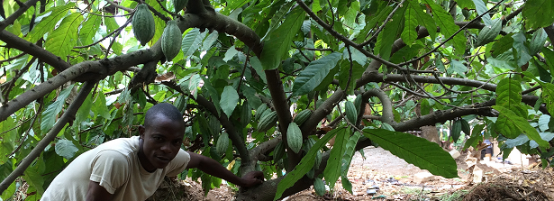 Final Factsheet GCP-1 project Helping ppor farmers grow money in Sierra Leone