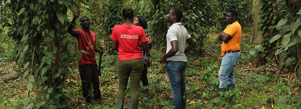 ARF-2 final factsheet: Treefarms project in Ghana