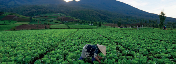 Key findings and lessons from Dutch publicly funded horticulture initiatives in low- and middle-income countries – Valuable Vegetables Synthesis Paper