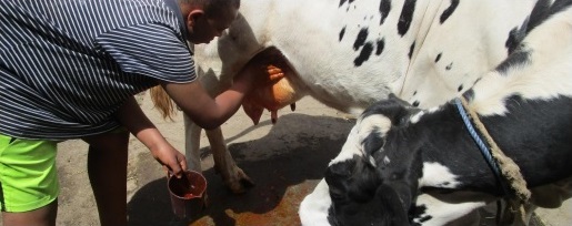 ARF-3 Final factsheet: Ethiopia healthy cows